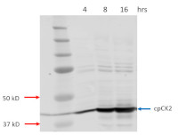 cpCK2 | Casein kinase II subunit alpha (chloroplastic) in the group Antibodies Plant/Algal / Photosynthesis / Kinases at Agrisera AB (Antibodies for research) (AS16 3211)